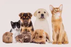 bienfaits de l'amitié entre animaux, entente, calin, bonheur