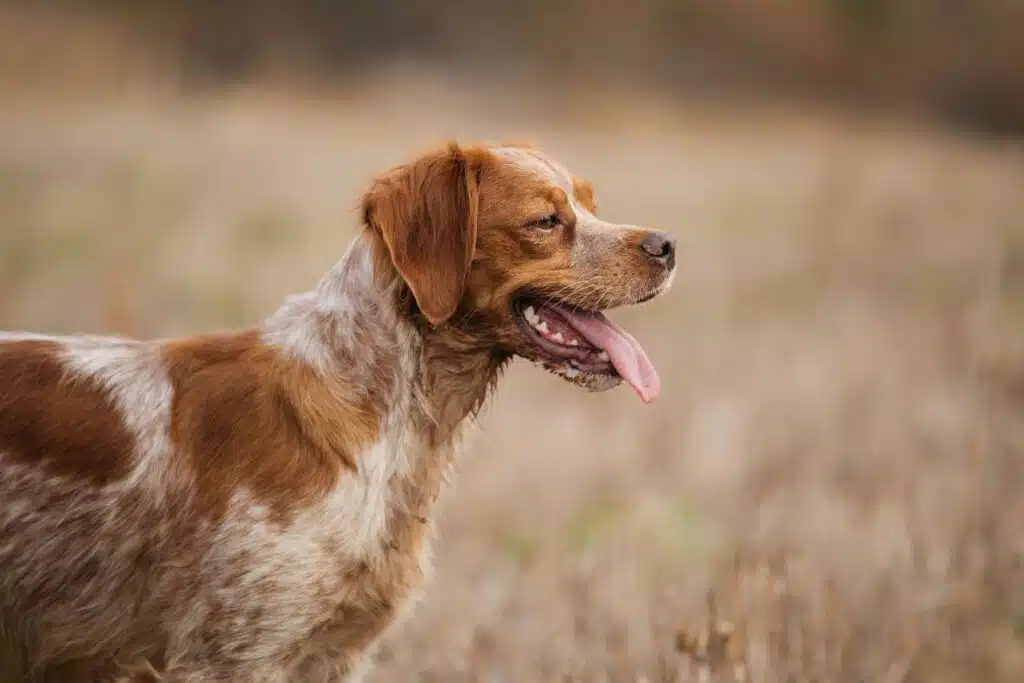 L’Épagneul breton : un chien intelligent… mais pas fait pour tout le monde
