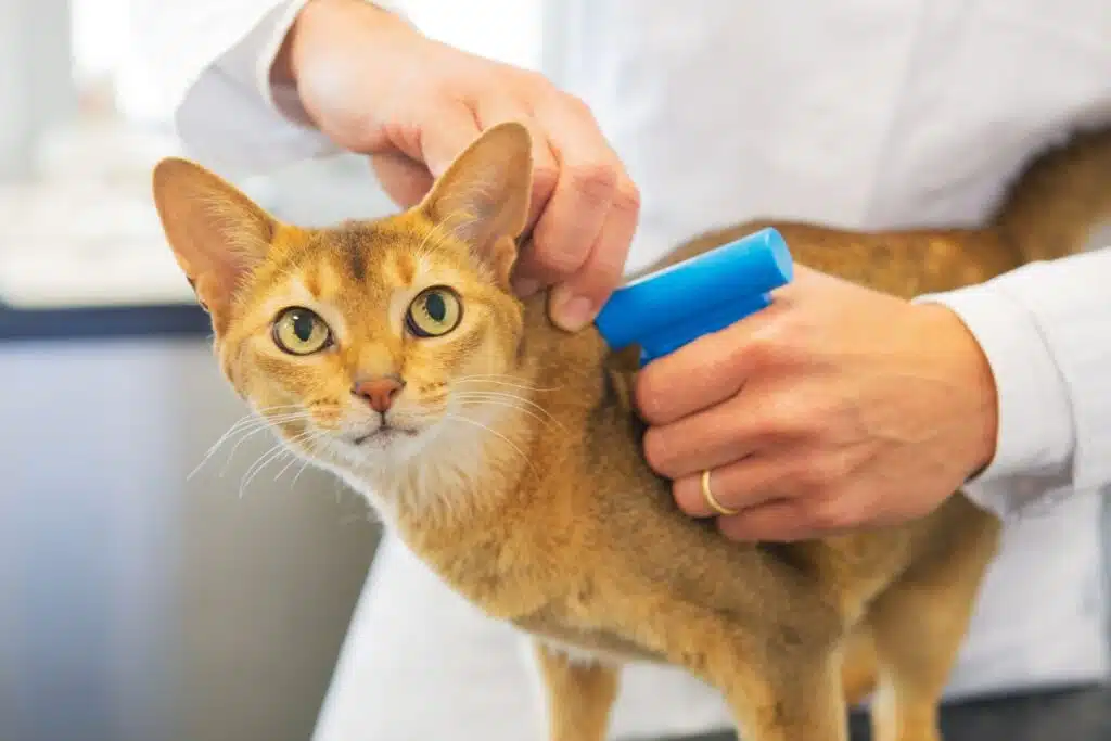 assurance pour chat