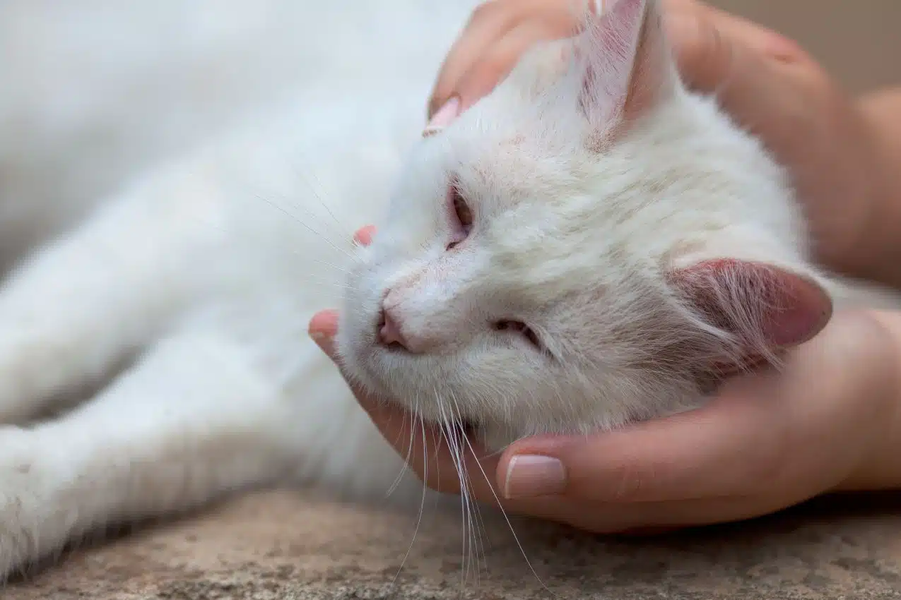 Chat qui miaule de façon plaintive, signe possible de douleur ou de fièvre