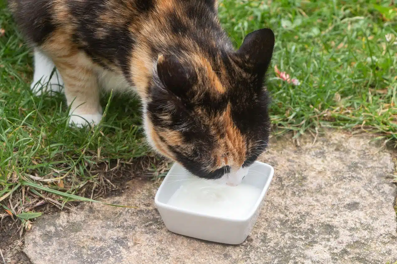 Chat qui miaule pour réclamer à boire ou à manger près de sa gamelle