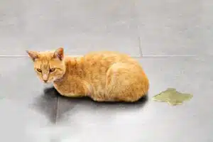 Punir son chat : un chat observé par son propriétaire, illustration des alternatives à la punition