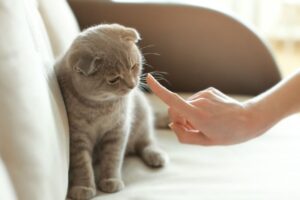 Lire la suite à propos de l’article Eduquer mon chat : comment le punir efficacement ?