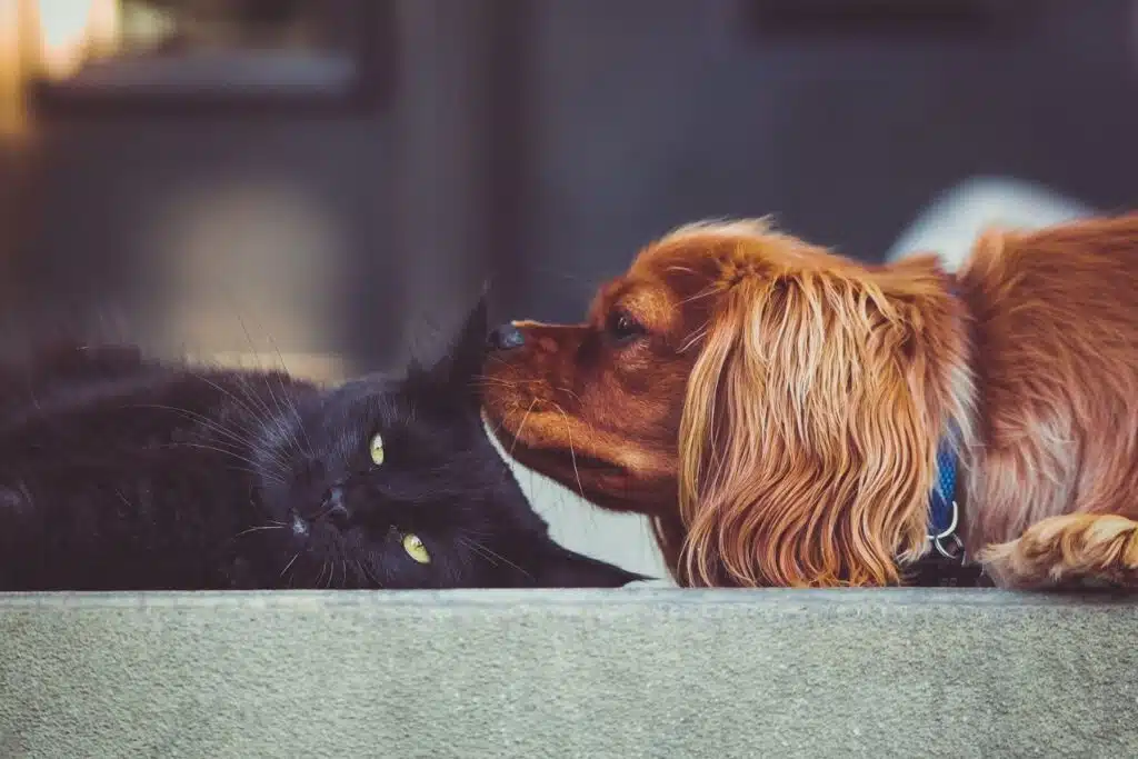 résilier contrat d’assurance Chien Chat