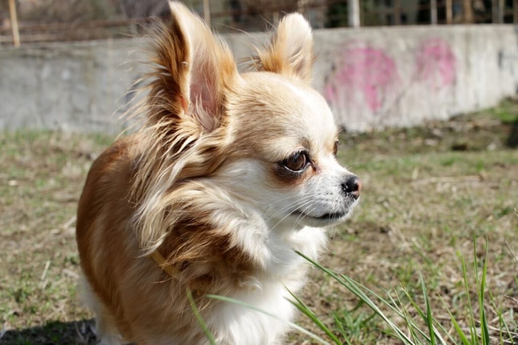 Chihuahua Poil Long , papillon, poil court, chihuahua nain, chien