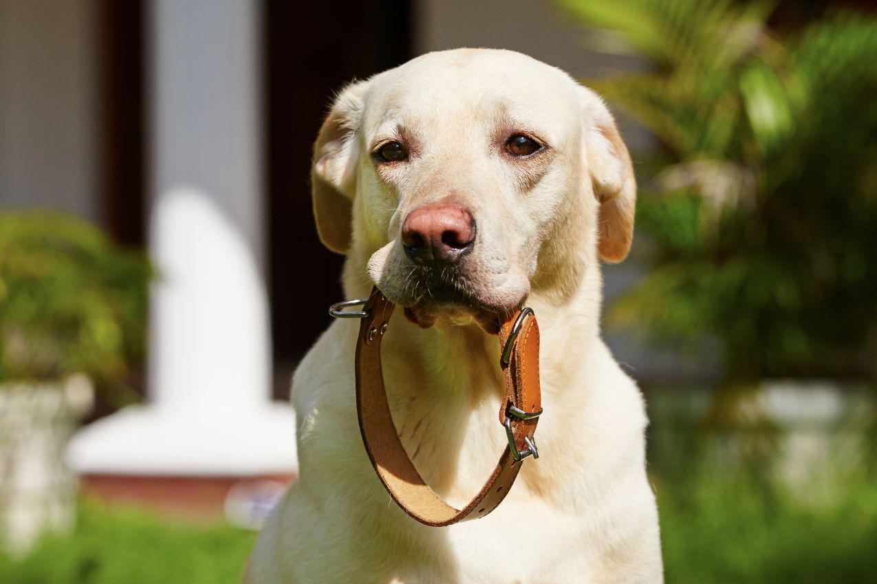 Lire la suite à propos de l’article Choisir un collier pour chien : le guide complet