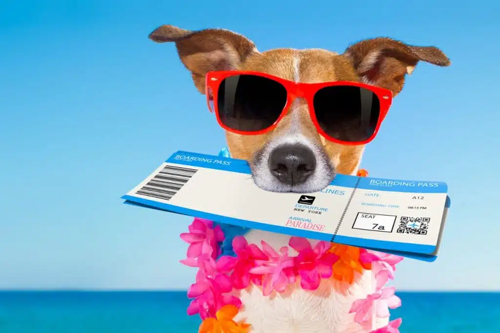Pension pour chien comment choisir le meilleur endroit