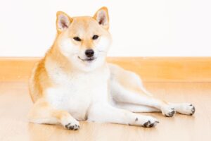 Shiba Ken race de chien japonais préféré, nom chien en u japonais, shiba