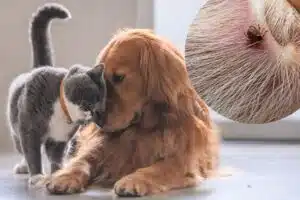 Tiques, piqure de tique, tique chien, tique chat, morsure, photo piqure de tique