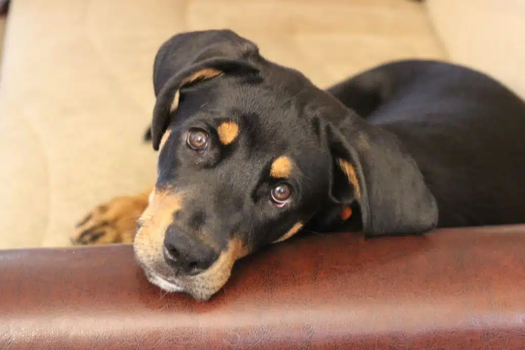 Toux du chenil mon chien tousse, que faire