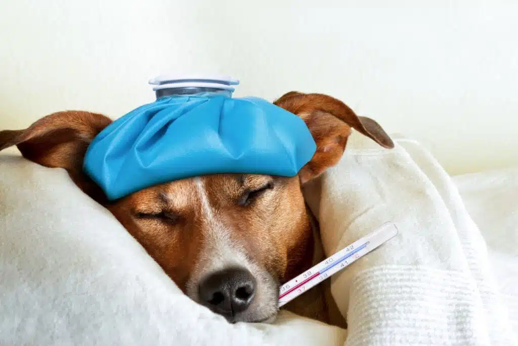 chien qui tousse, vaccination contre la toux du chenil