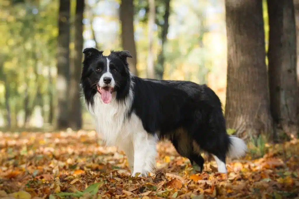 race de chien moyen chien de berger border collie