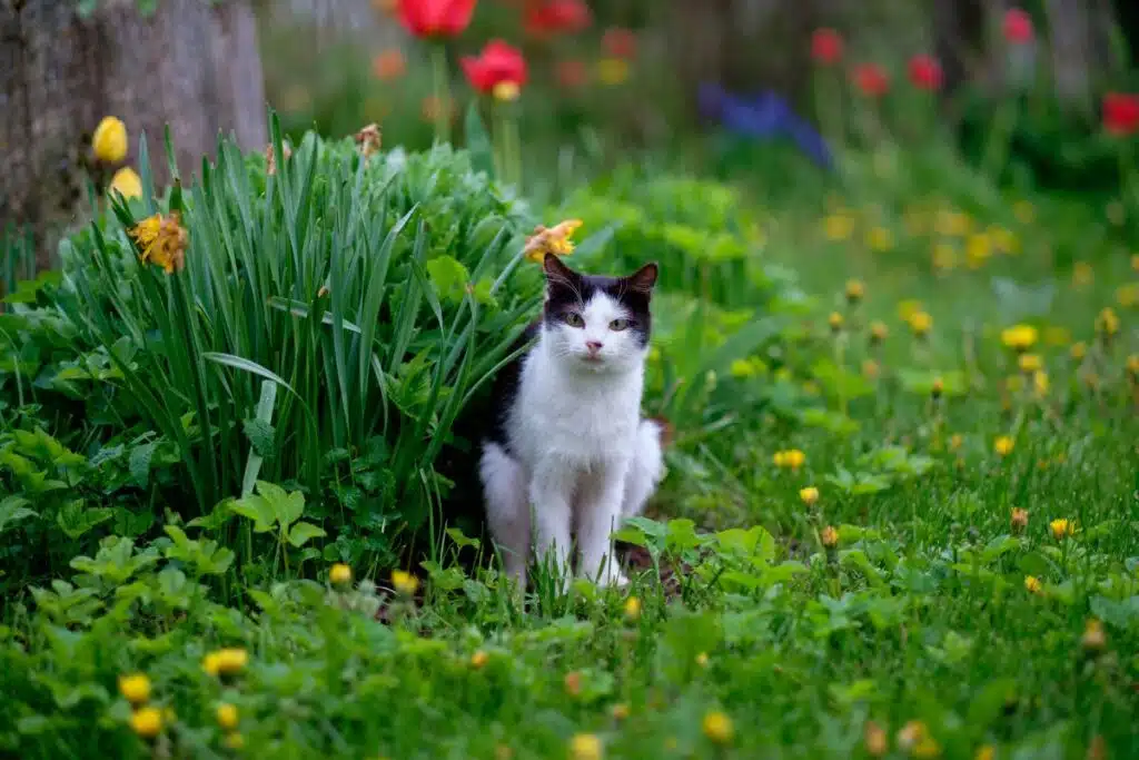 répulsif naturel pour chat