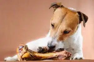 Os pour chien : pourquoi ce cadeau peut être dangereux ?