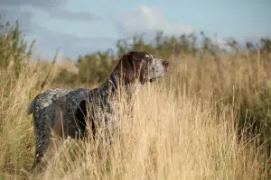 Braque allemand chien sportif endurant à la course et à la nage