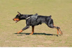 Doberman chien athlétique intelligent et réactif