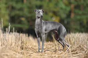 Lévrier chien sportif qui excelle en vitesse