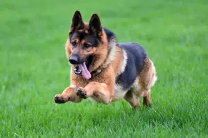 berger allemand un excellent compagnon sportif