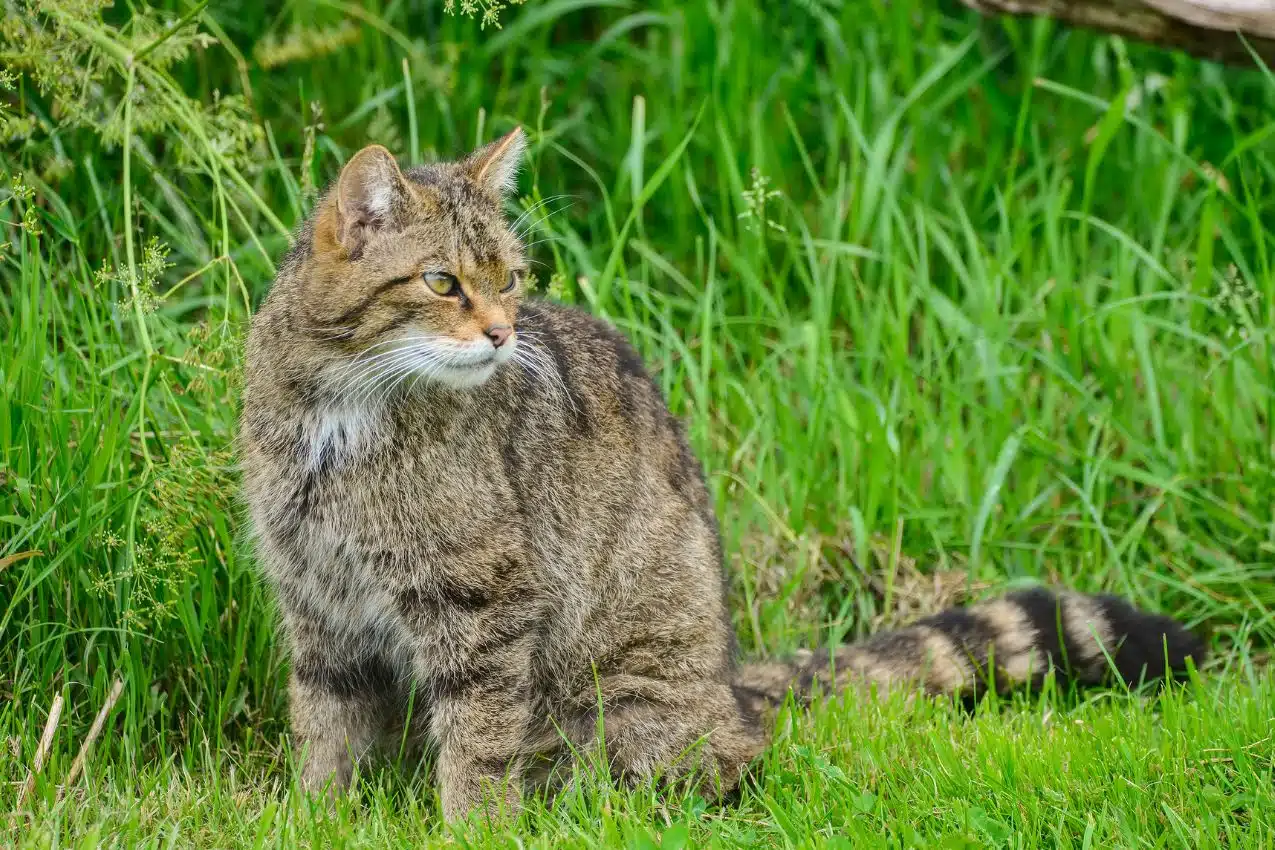 Chat d'intérieur qui joue à la chasse pour combler son ennui, alternative aux miaulements répétés