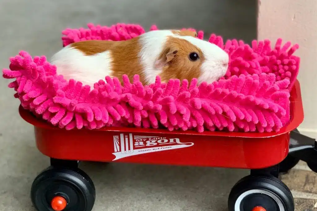 Adopter un cochon d’Inde erreurs à éviter et astuces pour bien l’accueillir