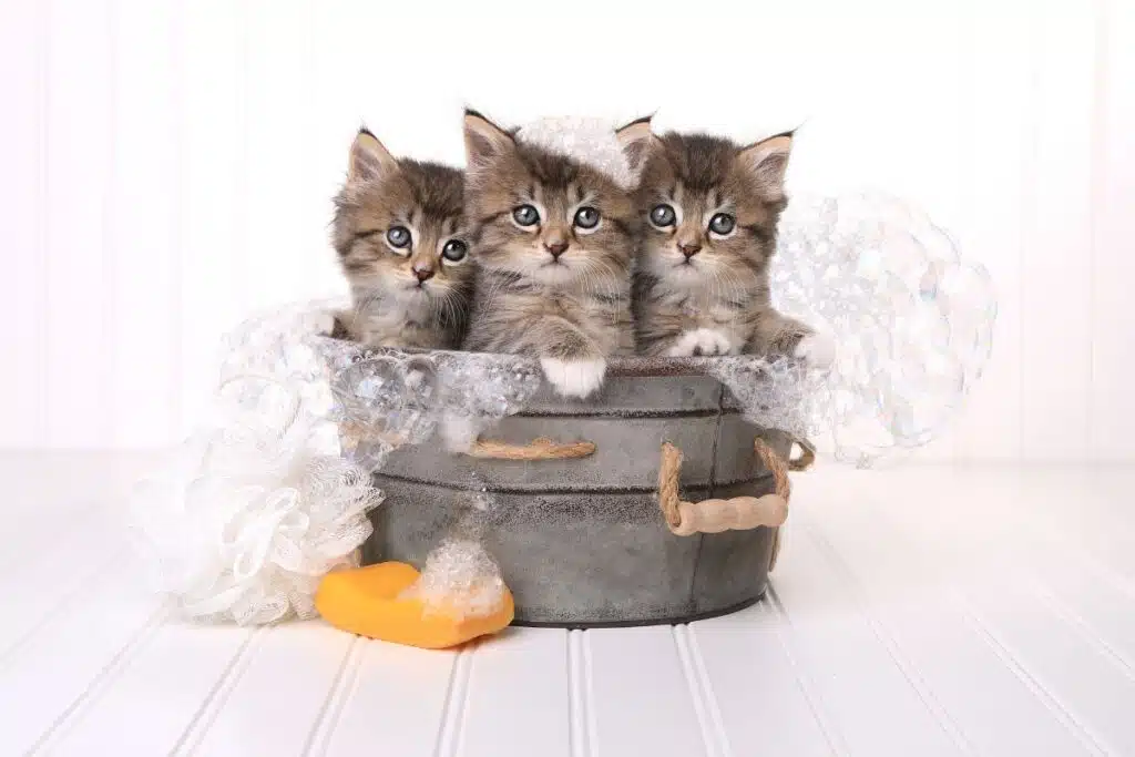 Comment savoir si votre chat a besoin d’un toilettage