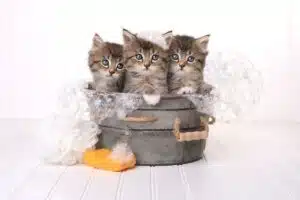 Comment savoir si votre chat a besoin d’un toilettage