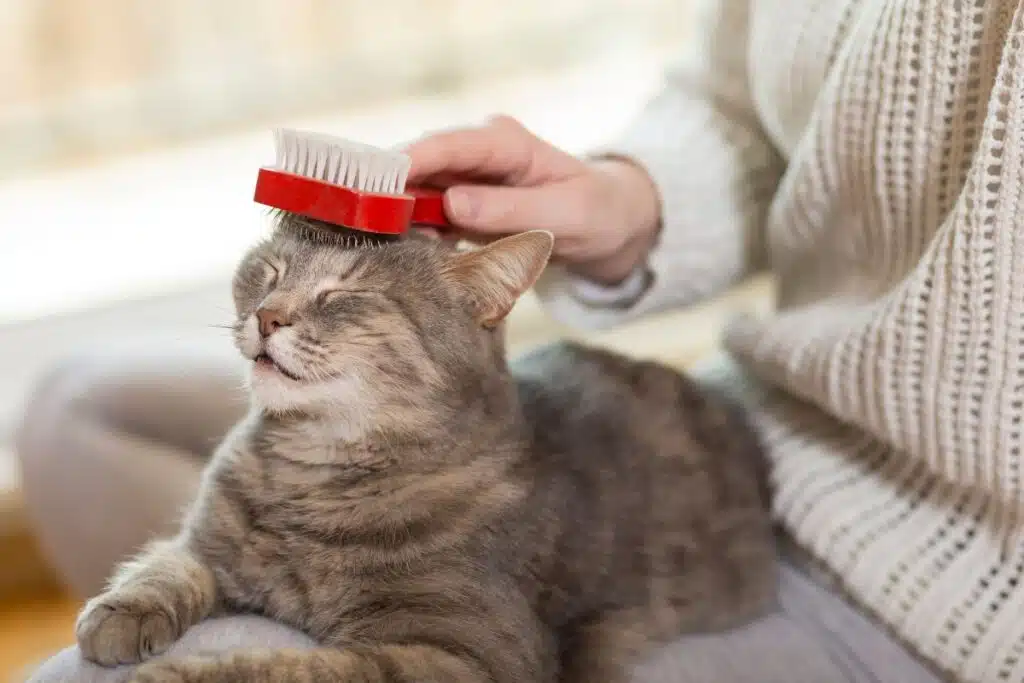 Comment savoir si votre chat a besoin d’un toilettage (1)