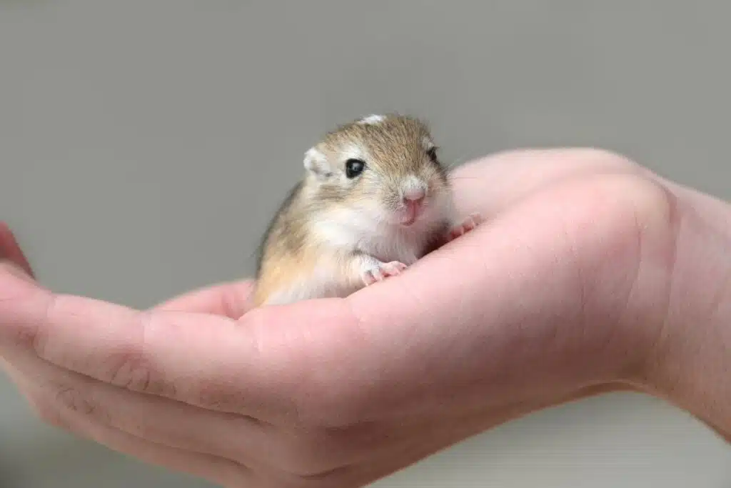 Hamster ou gerbille lequel choisir pour votre enfant NAC, rongeurs (1)