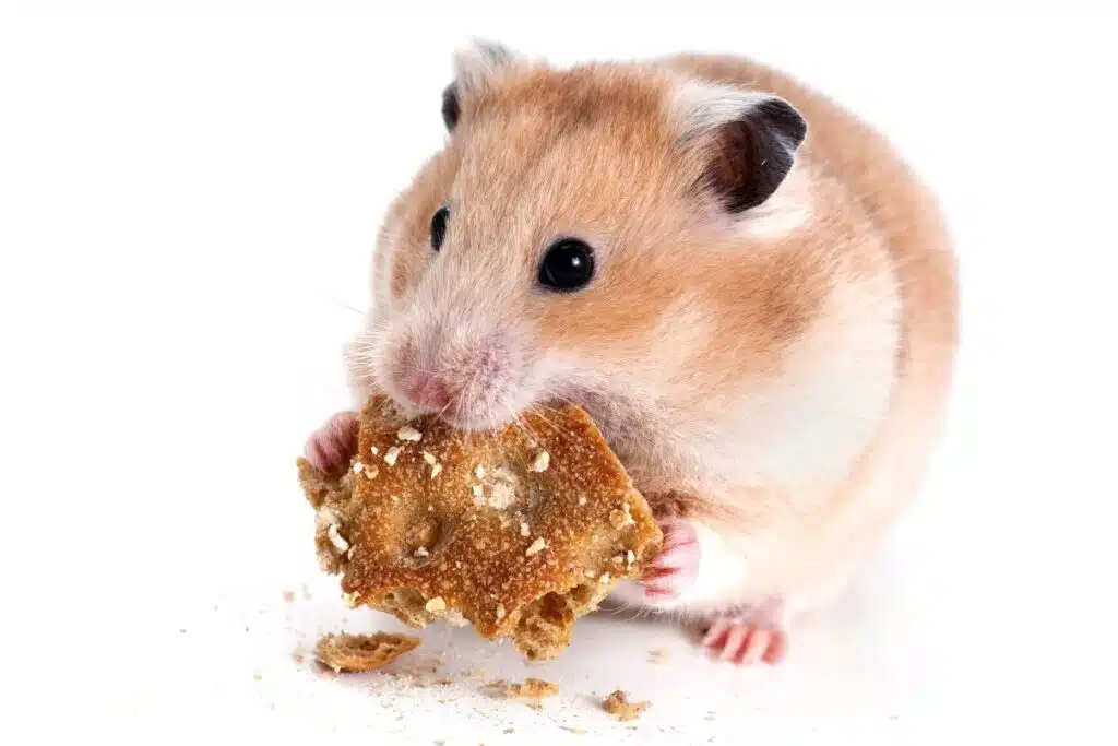 Hamster ou gerbille lequel choisir pour votre enfant NAC, rongeurs (2)