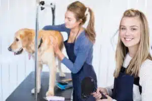 Le métier de toiletteur tout savoir sur cette passion au service du bien-être animal (1)
