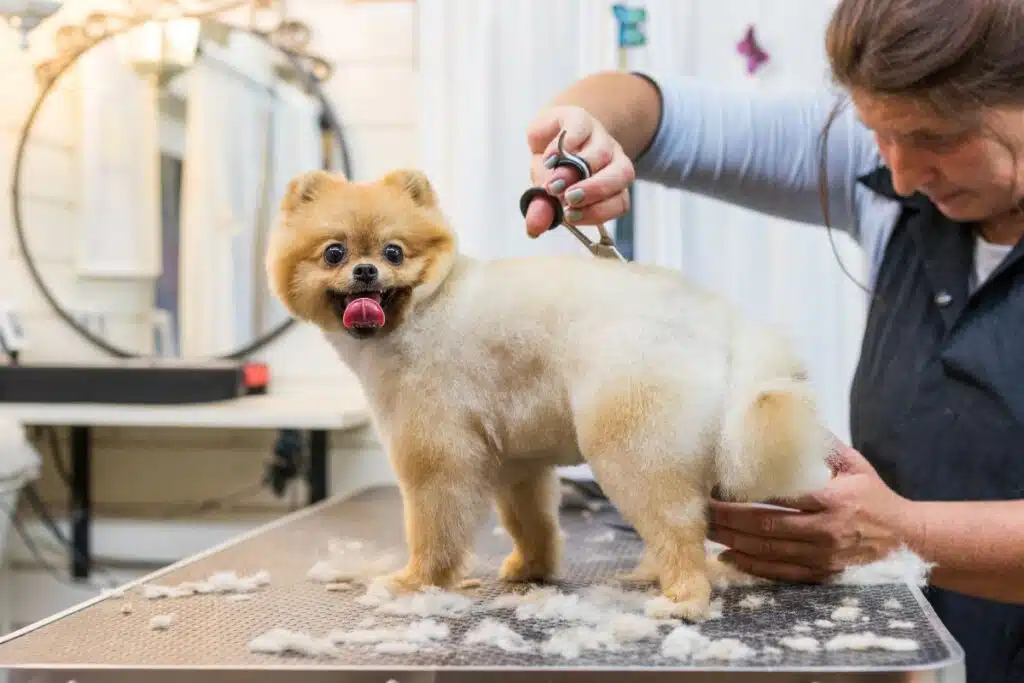 Le métier de toiletteur tout savoir sur cette passion au service du bien-être animal
