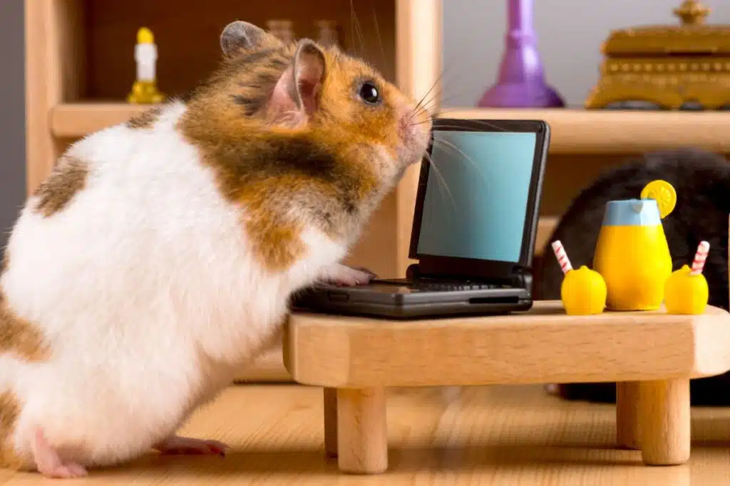 Rat domestique rongeur NAC, animal de compagnie, rate, raton, rongeur sociable, petit animal intelligent
