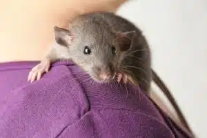Rat domestique sur l'épaule rongeur NAC, animal de compagnie, rate, raton, rongeur sociable, petit animal intelligent