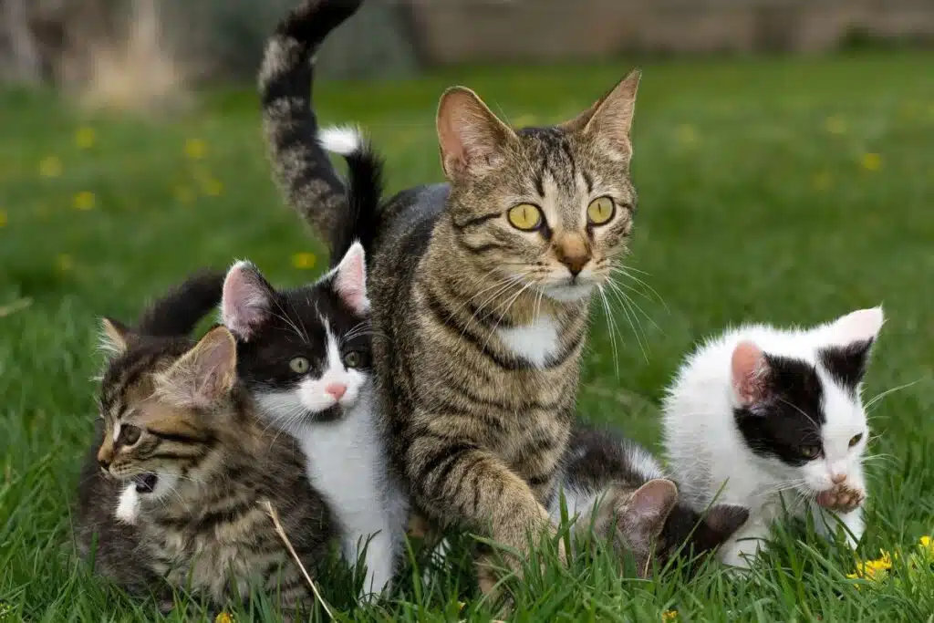 Quelle est la durée de vie d’un chat et comment prolonger sa vie
