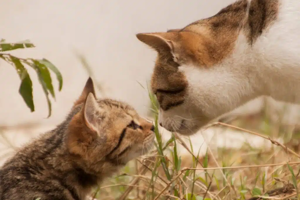 Quelle est la durée de vie d’un chat et comment prolonger sa vie (1)