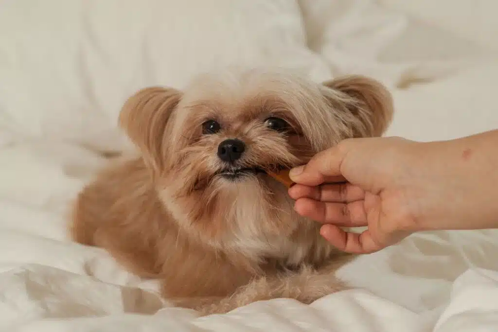 friandise pour chien récompense croquette alimentation du chien friandise naturelle friandise maison nutrition canine besoin nutritionnel ingrédient sain surpoids chien digestion chien c