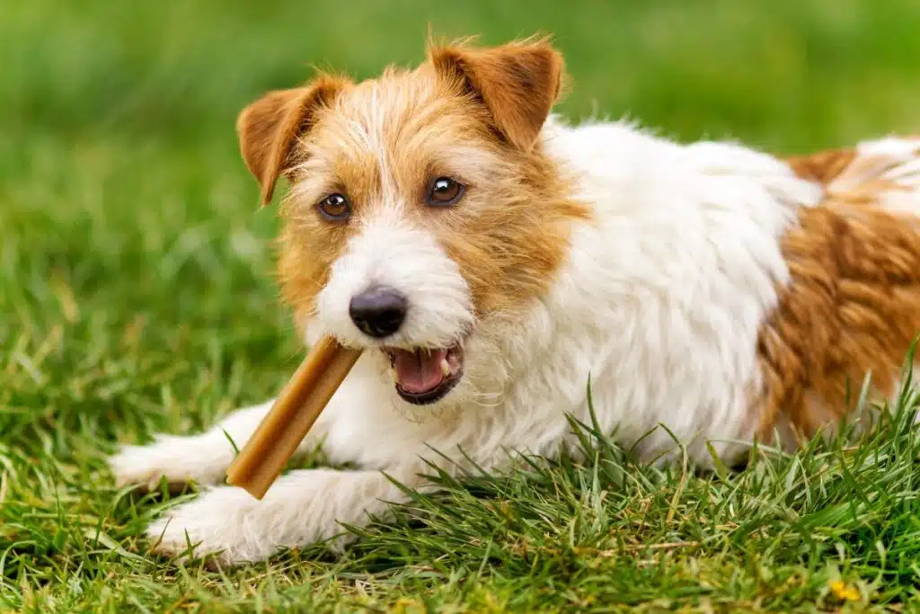 friandise pour chien vétérinaire allergie alimentaire additifs troubles digestifs friandise sans céréales friandise hypoallergénique friandise saine mastication chien en surpoids chiot chihuahua