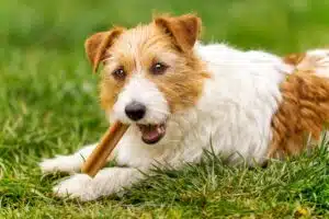 friandise pour chien vétérinaire allergie alimentaire additifs troubles digestifs friandise sans céréales friandise hypoallergénique friandise saine mastication chien en surpoids chiot chihuahua