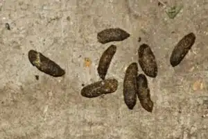 Crotte de rat ou souris le diagnostic expert quelles différences