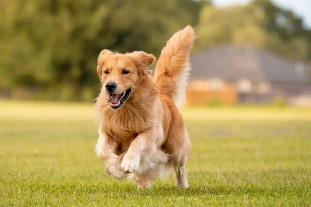 Kit cloture electrique pour chien choisir un système adapté aux grands chiens pour sécuriser le jardin, électrificateur ou version autonome solaire