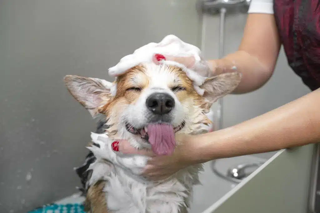 Soins d’hygiène pour animaux - shampoing, soins, brossage et accessoires pour sa santé et son confort chien chat NAC