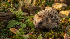 Durée de vie hérisson : tout sur sa longévité réelle