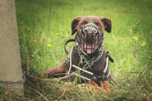 Chien en muselière en laisse dans la rue — obligations légales chiens catégorisés en France