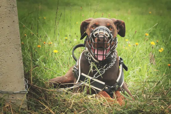 Chien en muselière en laisse dans la rue — obligations légales chiens catégorisés en France