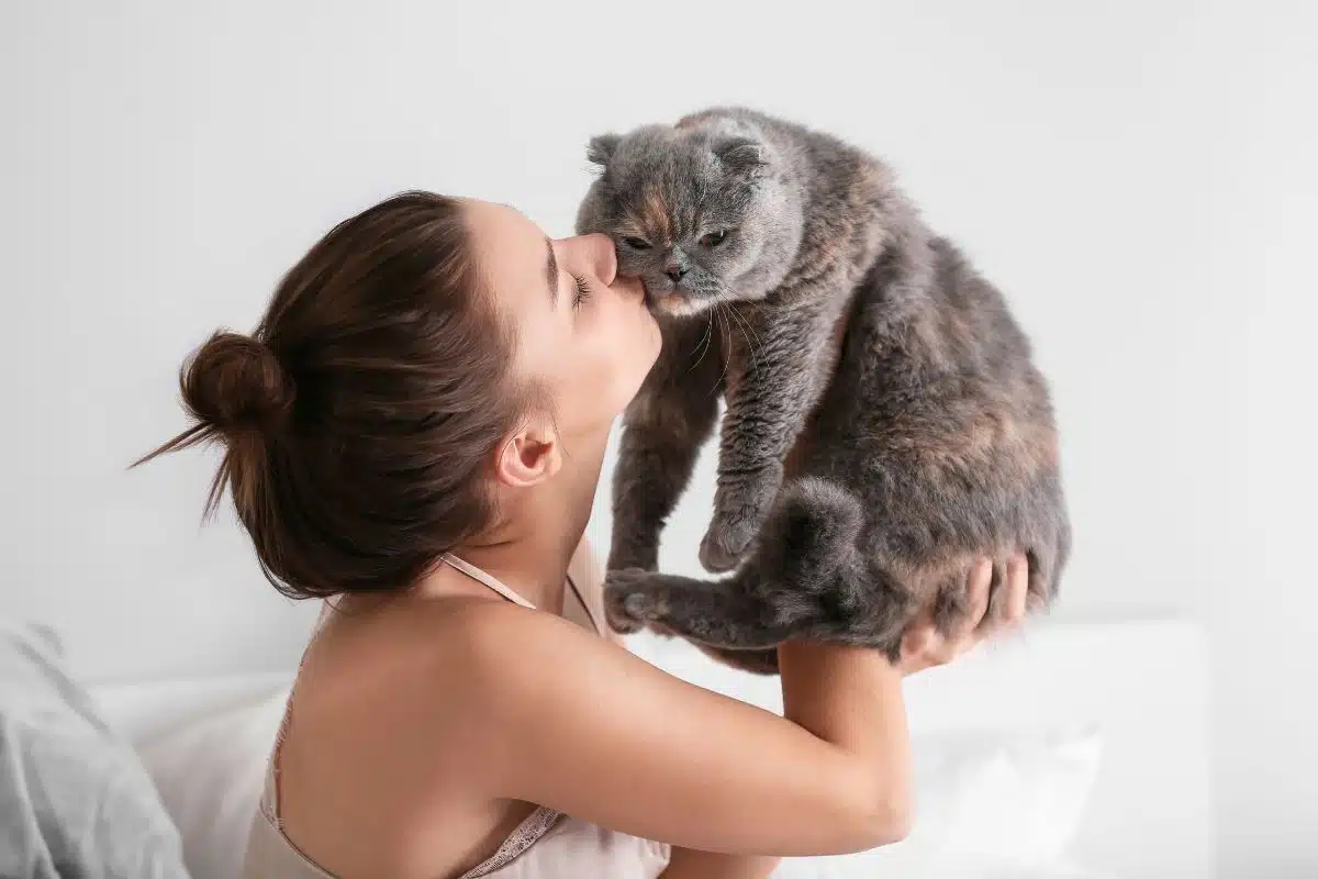 Diffuseur de phéromones d'apaisement pour un chat qui miaule sous l'effet du stress