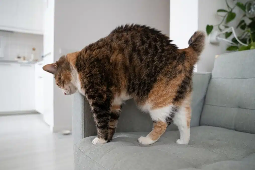 Phéromones du chat fonctionnent et comment les utiliser pour apaiser votre félin