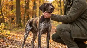 Assurance chien de chasse : quelle formule choisir avant la saison ?