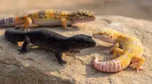 Morph gecko léopard Blue NigGecko léopard bleu, black night, morph : le guide des variétés