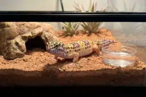 Bien s'occuper de son gecko léopard : conseils d'expert