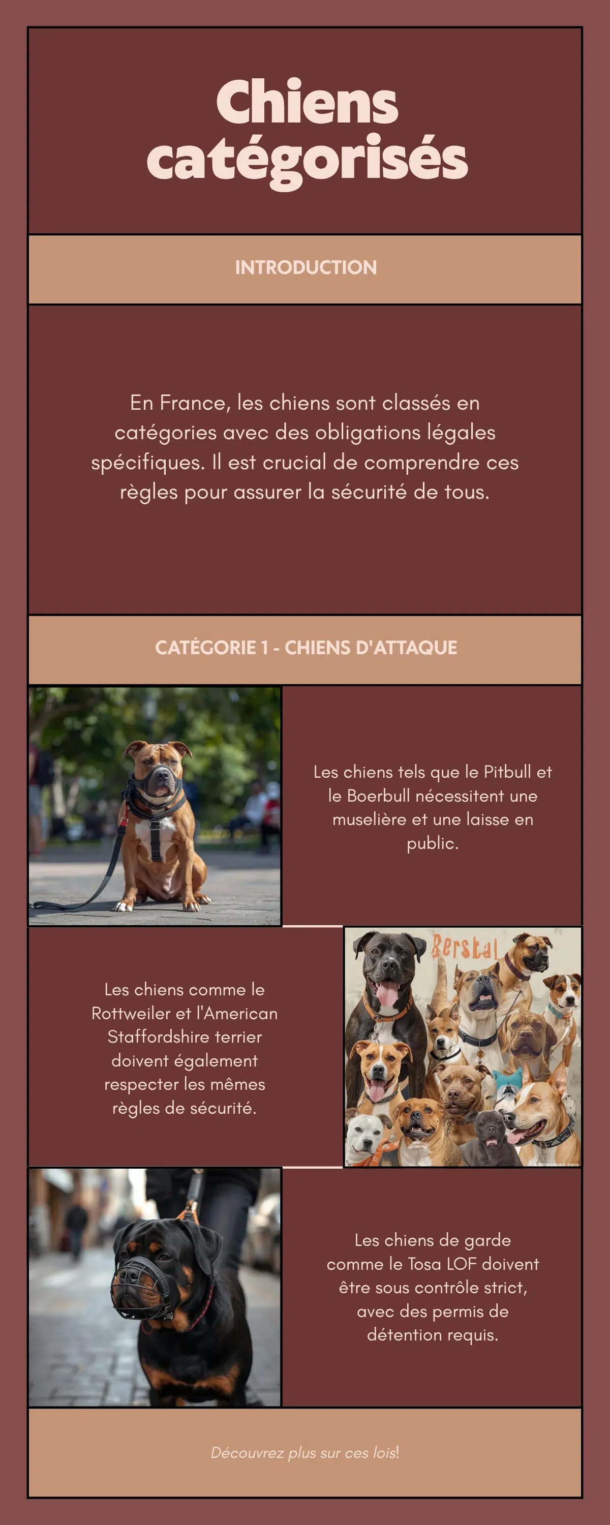 Infographie chiens catégorisés en France : obligations légales catégorie 1 et 2, laisse, muselière, permis de détention